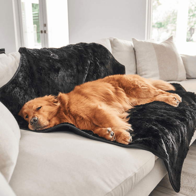 Golden Retriever dog resting on midnight black throw blanket