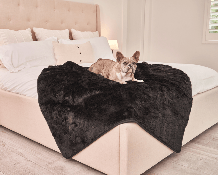 french bulldog resting on midnight black throw blanket