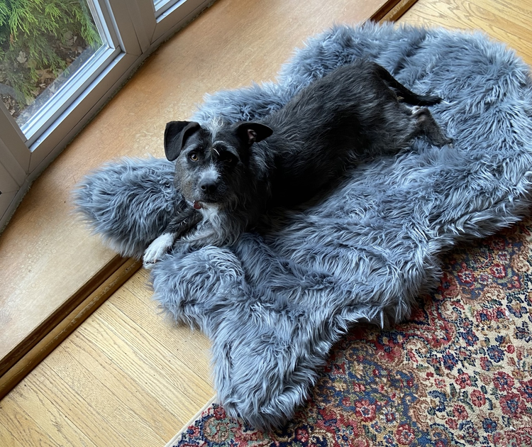 Paw.com x BarkBox PupRug™ Faux Fur Orthopedic Dog Bed - Charcoal Grey