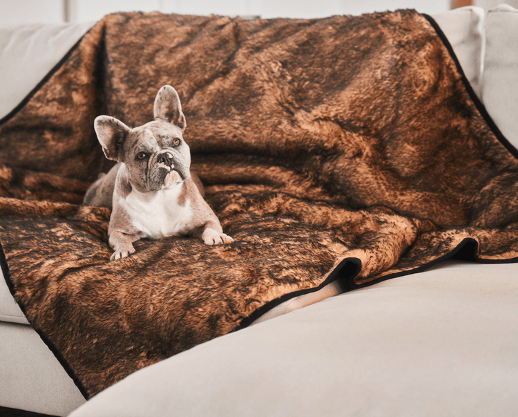 frenchie dog resting on sable tan short fur throw pet blanket