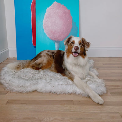 Paw.com x BarkBox PupRug™ Faux Fur Orthopedic Dog Bed - White with Brown Accents