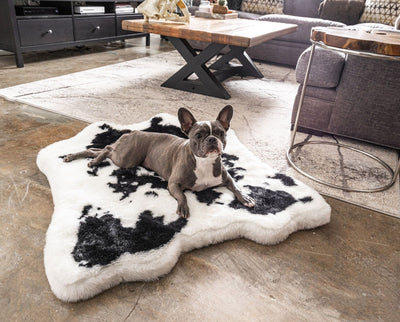 French Bulldog on Junior Black Faux Cowhide