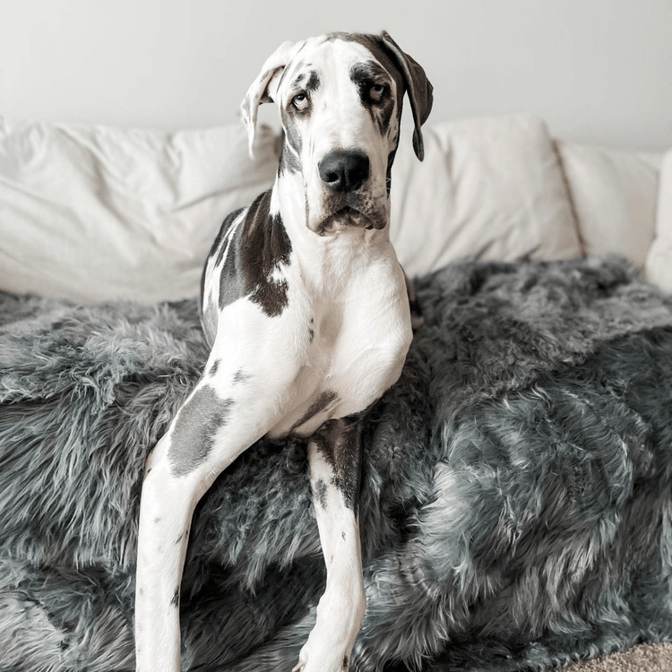 Great Dane on Charcoal Grey Blanket