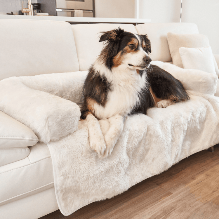 Black and White Dog resting on Polar White Couch Lounger in Living Room