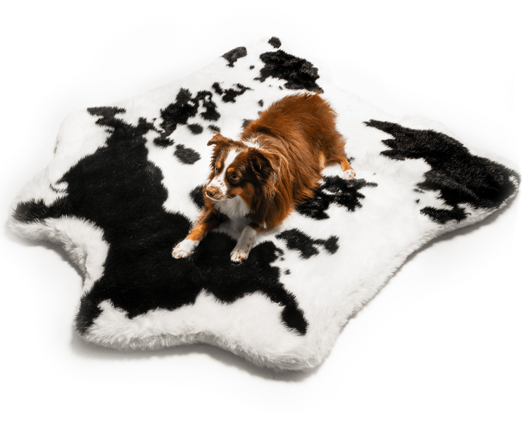 Aussie dog on Black and White Faux Cowhide