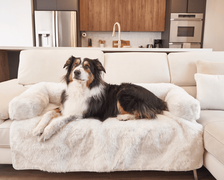 Black and White Dog resting on Polar White Couch Lounger