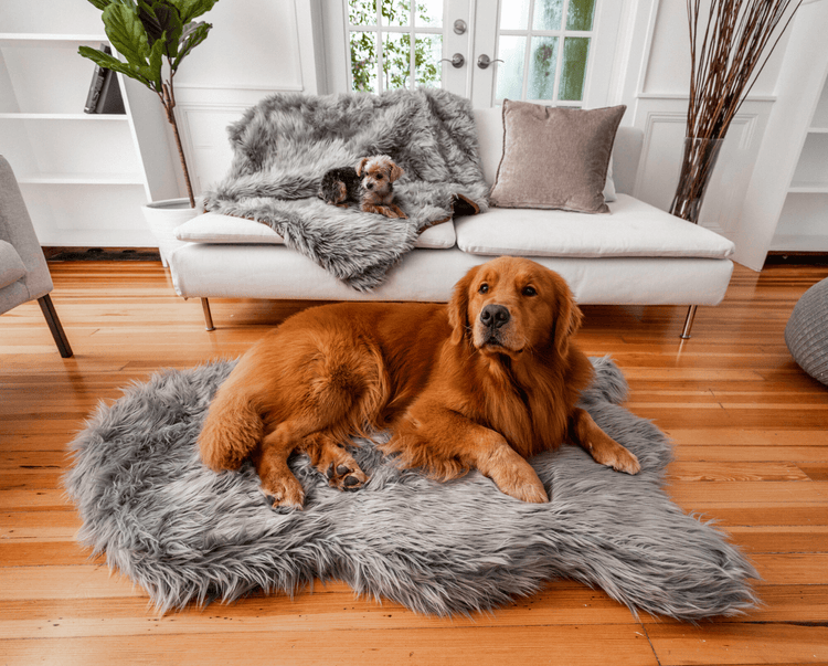 Golden Retriever on Charcoal Grey Bed with Yorkie on matching Blanket