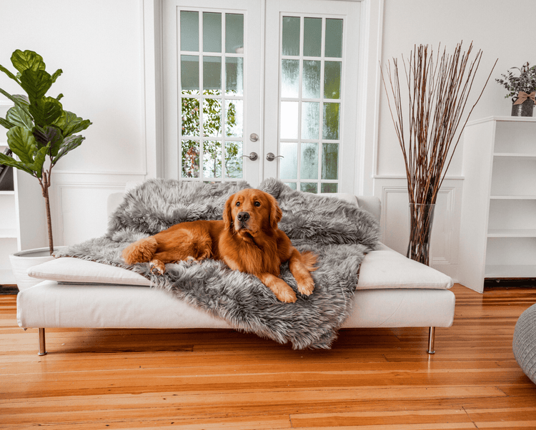 Golden Retriever on Charcoal Grey Blanket