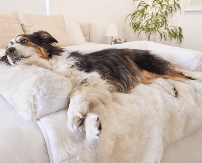 Black and White Dog resting on Polar White Couch Lounger Bolsters