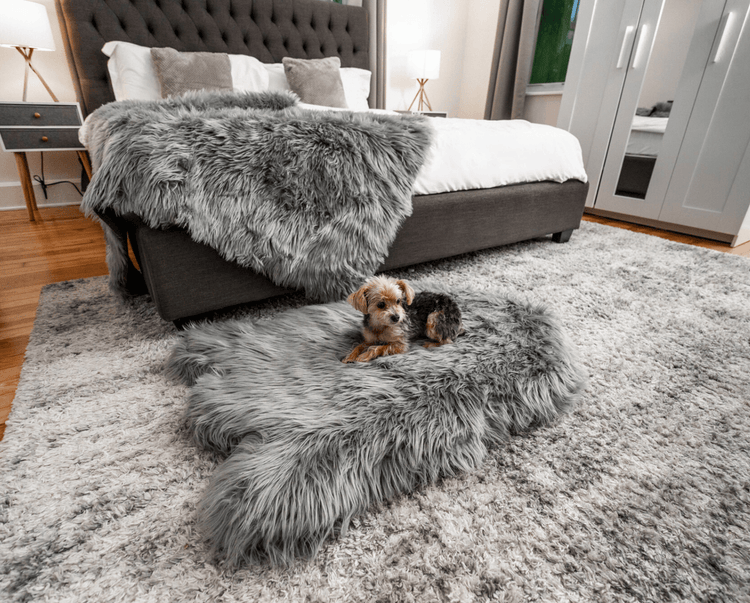 Yorkie on Charcoal Grey Bed with matching Blanket in Background