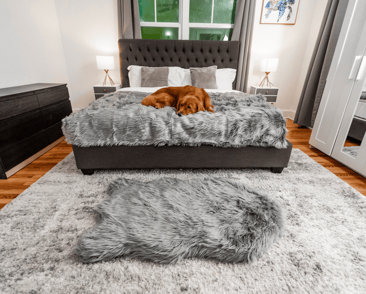 Golden Retriever on Charcoal Grey Blanket