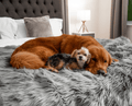 Golden  Retriever and Yorkie sharing Blanket