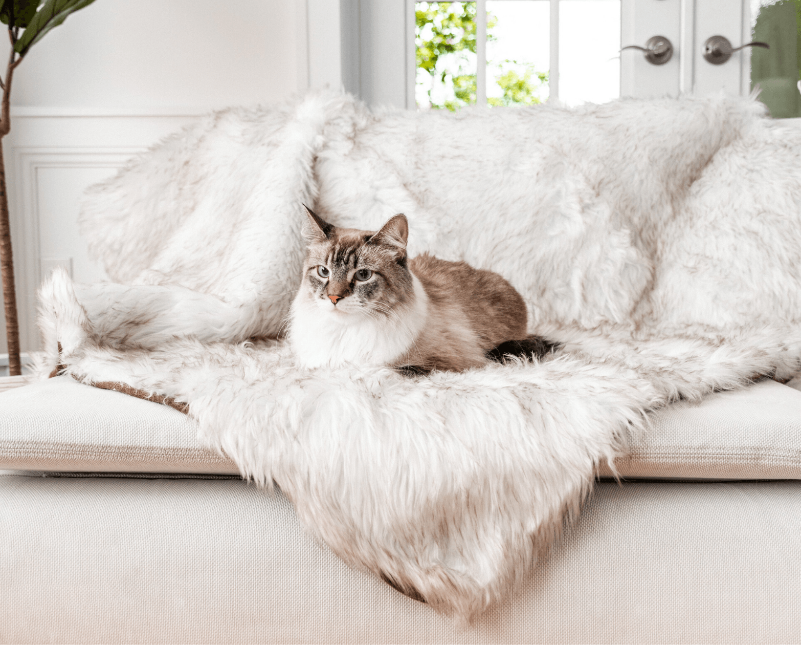 The importance of blankets for cats - Sepicat