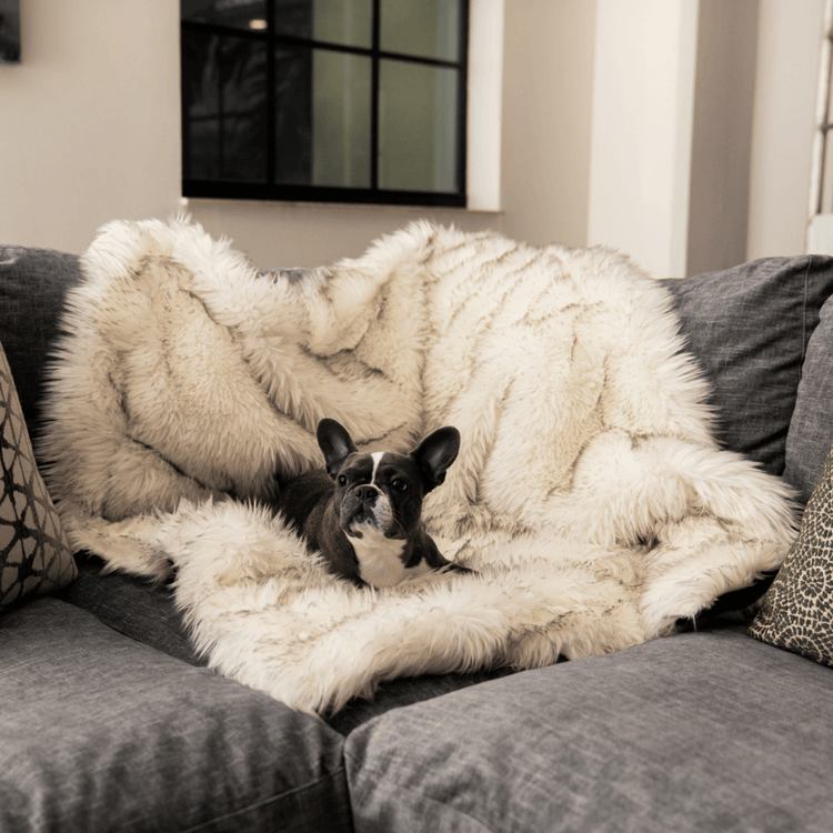 Couch throw for dogs best sale