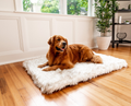 Golden Retriever on white Orthopedic Dog Bed Rug 