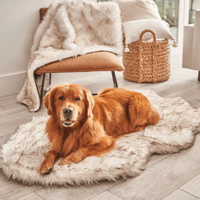 dog on white faux fur memory foam dog bed