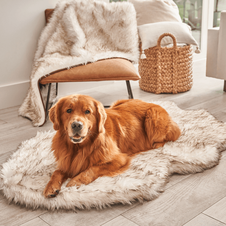 dog on white faux fur memory foam dog bed