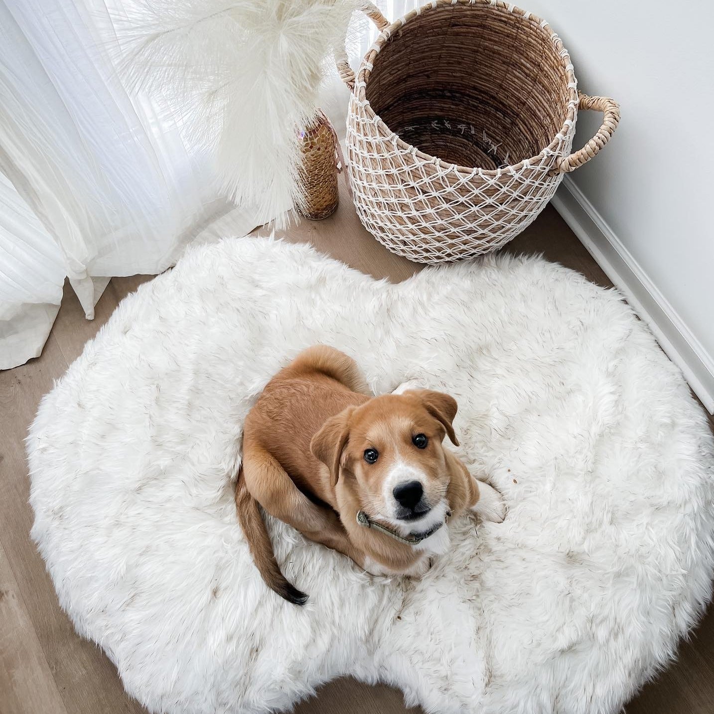 The 17 Best Durable Dog Beds - The Dog Guide San Antonio