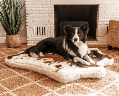 Border Collie on Junior Brown Faux Cowhide