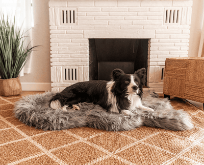 Border Collie Dog resting on charcoal grey luxurious pet bed rug in front of fireplace