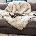 French Bulldog resting on White Faux Fur Blanket