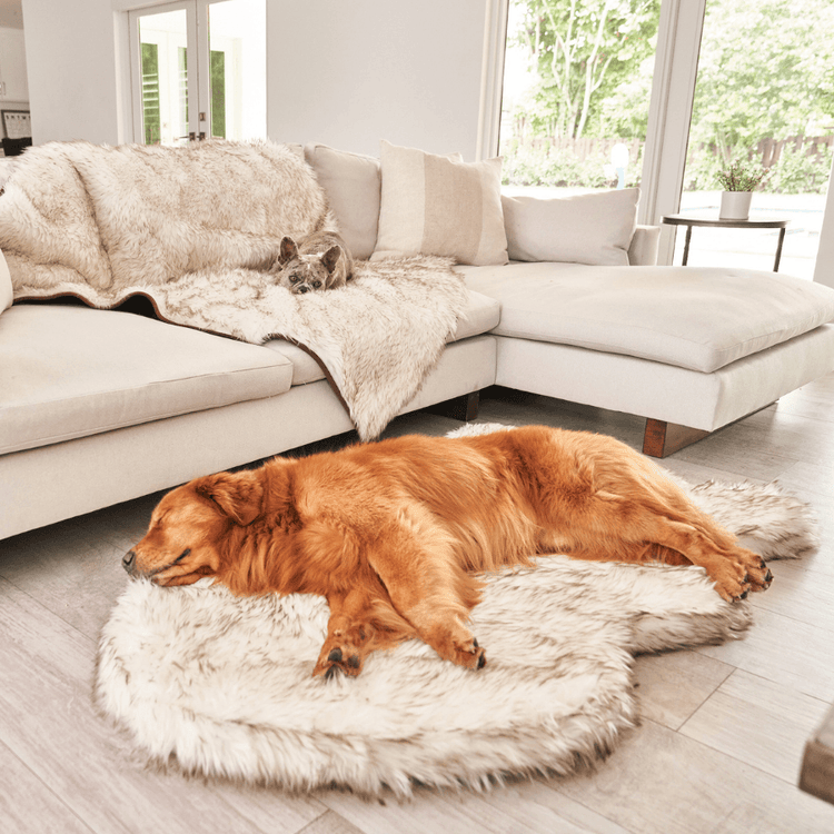 dog on white faux fur memory foam dog bed