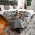 Yorkie on Charcoal Grey Blanket in Bedroom