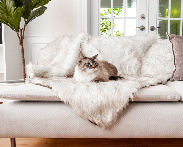 Cat looking cozy on white faux fur cat throw blanket on couch