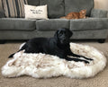 Black Dog on White Faux Fur Bed