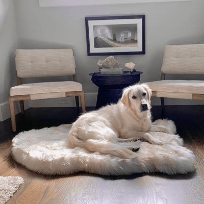 dog on white faux fur memory foam dog bed