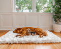 Golden Retriever and Yorkie sharing Rectangle White Bed in Giant size