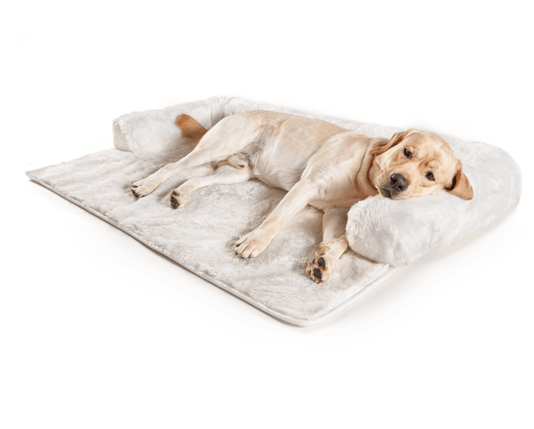 Labrador Retriever Dog resting on Polar White Couch Lounger