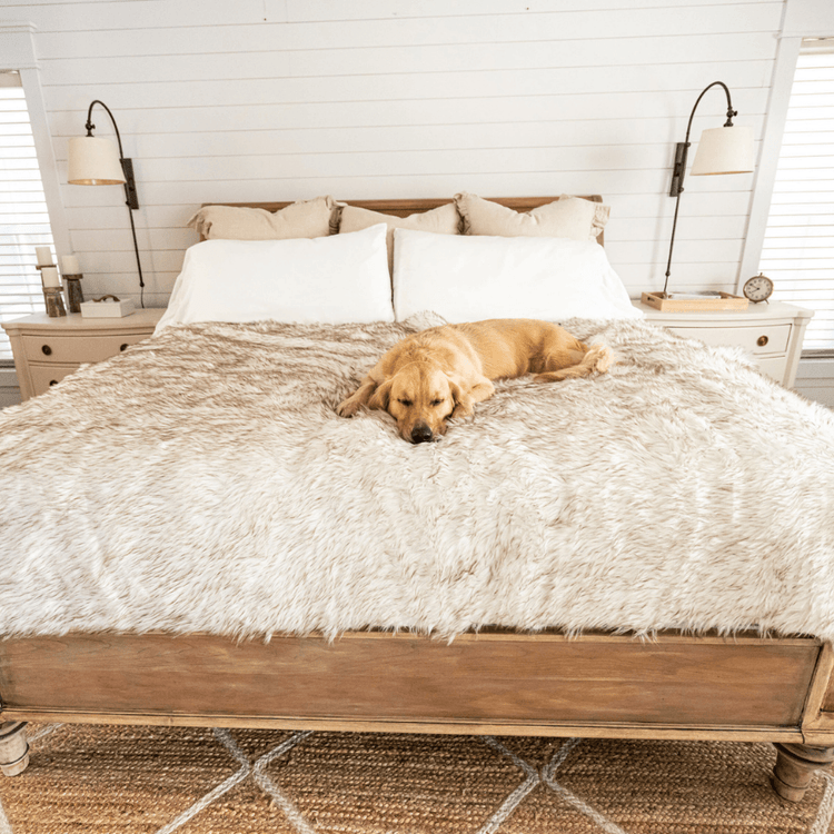 Labrador Retriever on White Blanket