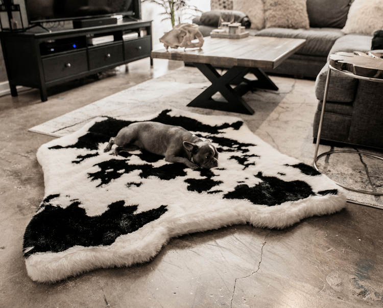 French Bulldog on Black Faux Cowhide Bed in living room