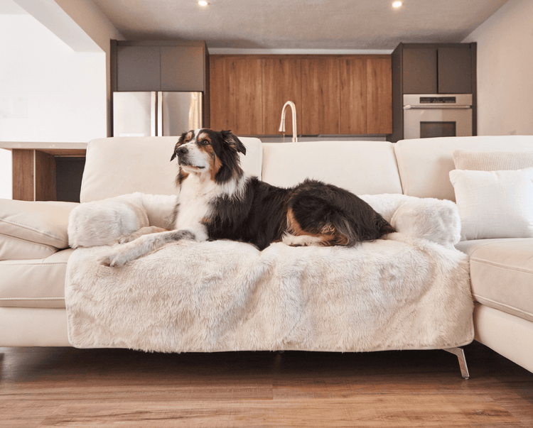 Black and White Dog resting on Polar White Couch Lounger