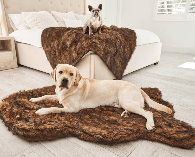 Labrador retriever dog on brown bed in front of brown blanket with french bulldog