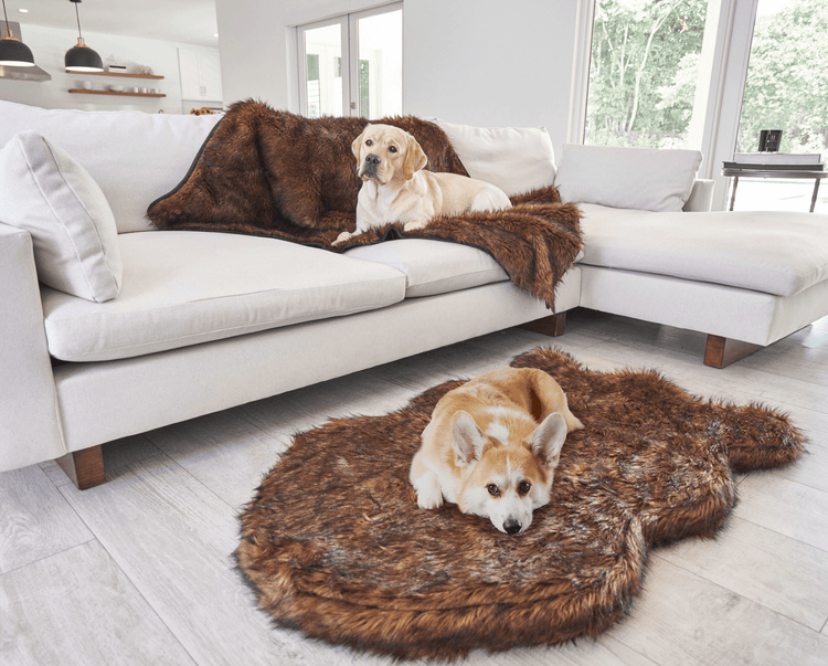 Labrador retriever on brown blanket with corgi on brown bed