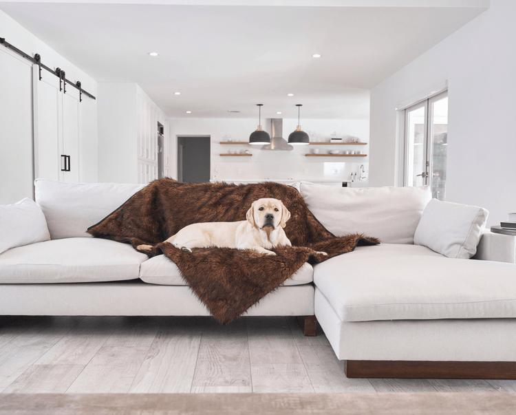 Labrador Retriever on brown faux fur blanket