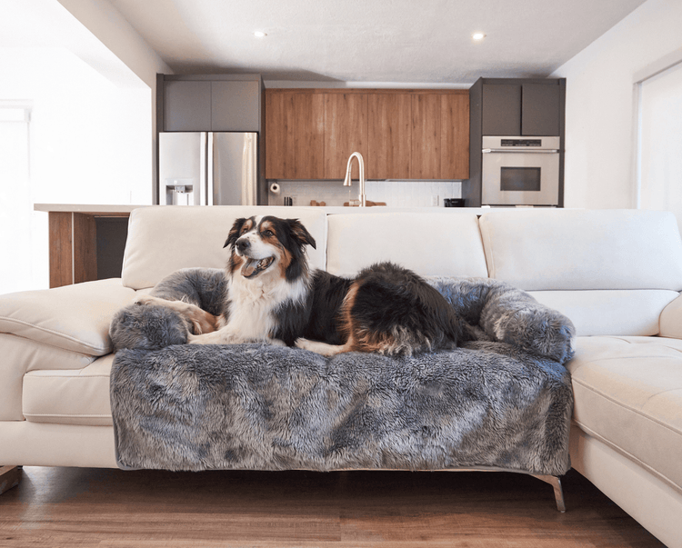 Black and White Dog resting on Charcoal Grey Couch Lounger