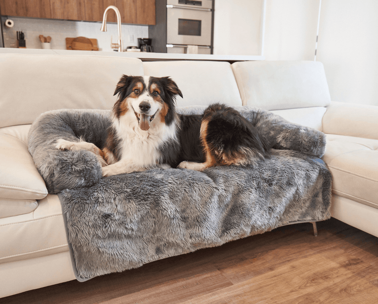 Black and White Dog resting on Charcoal Grey Couch Lounger in living room