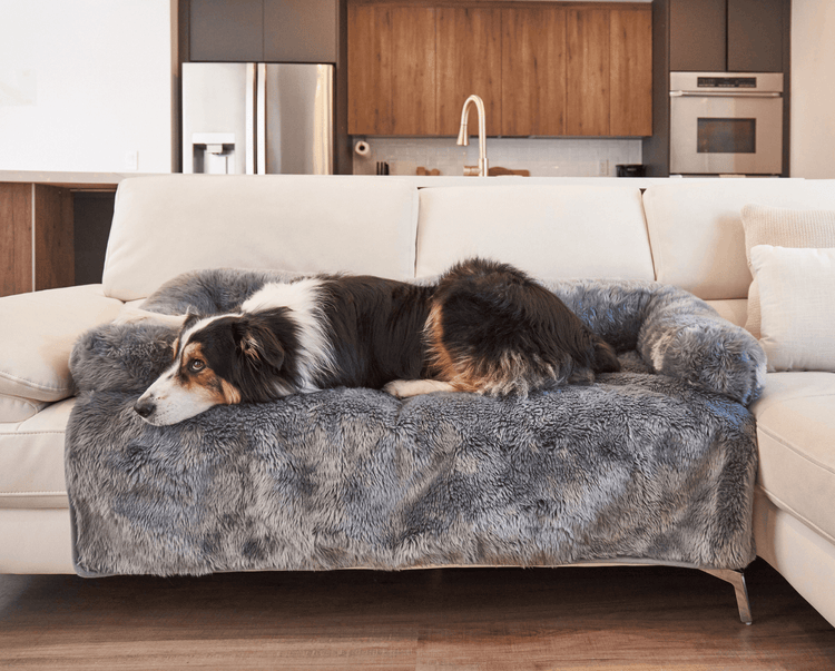 Black and White Dog resting head on Charcoal Grey Couch Lounger