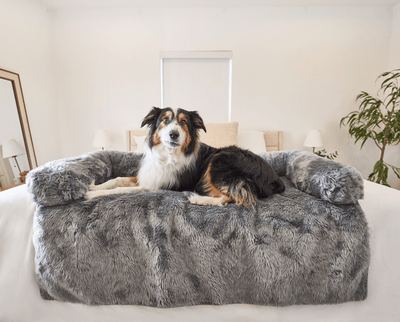 Black and White Dog resting on Charcoal Grey Couch Lounger in Bedroom