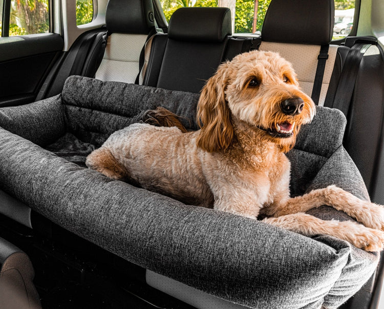 Goldendoodle dog resting on back seat large memory foam dog car booster seat