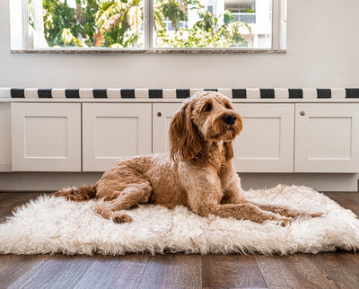 goldendoodle dog on white faux fur dog bed in the home