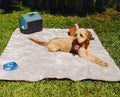 Goldendoodle on a picnic on grey faux fur blanket