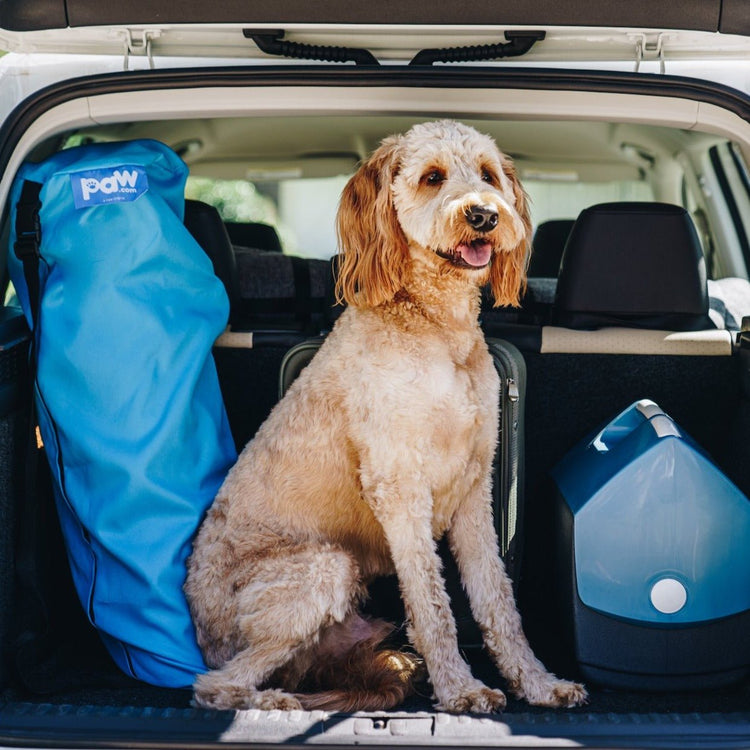 goldendoodle in the car ready for a road trip with travel carrying bag