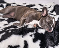 French Bulldog on Black Faux Cowhide Blanket