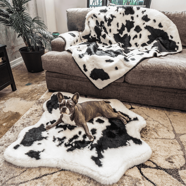 French Bulldog on Black Faux Cowhide