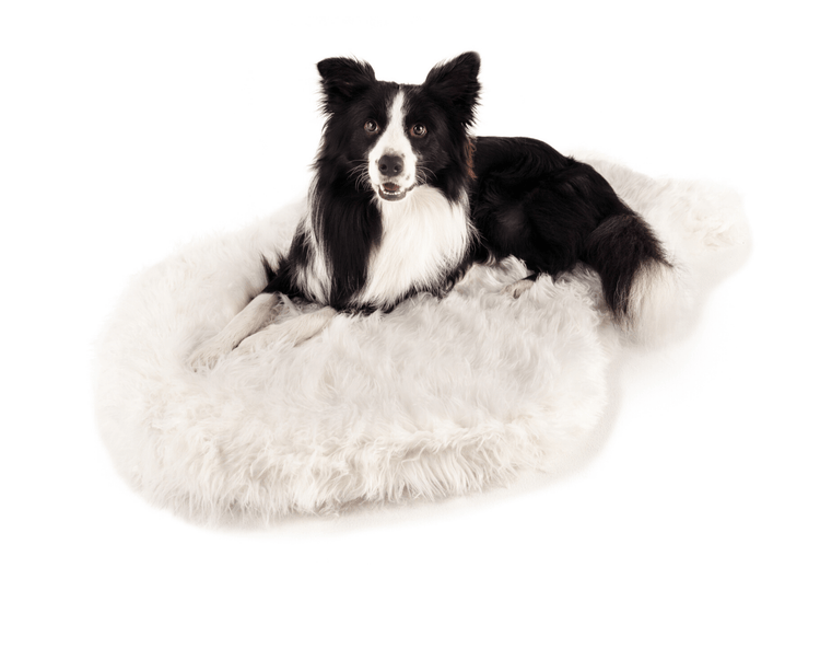 Dog posing on White Faux Fur Bed