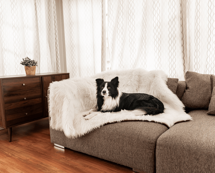 Dog Lying Down on Luxurious Polar White Pet Blanket on Couch